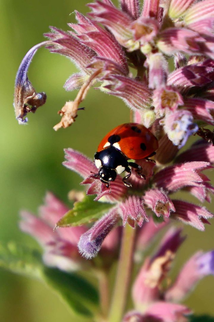 Marienkäfer 