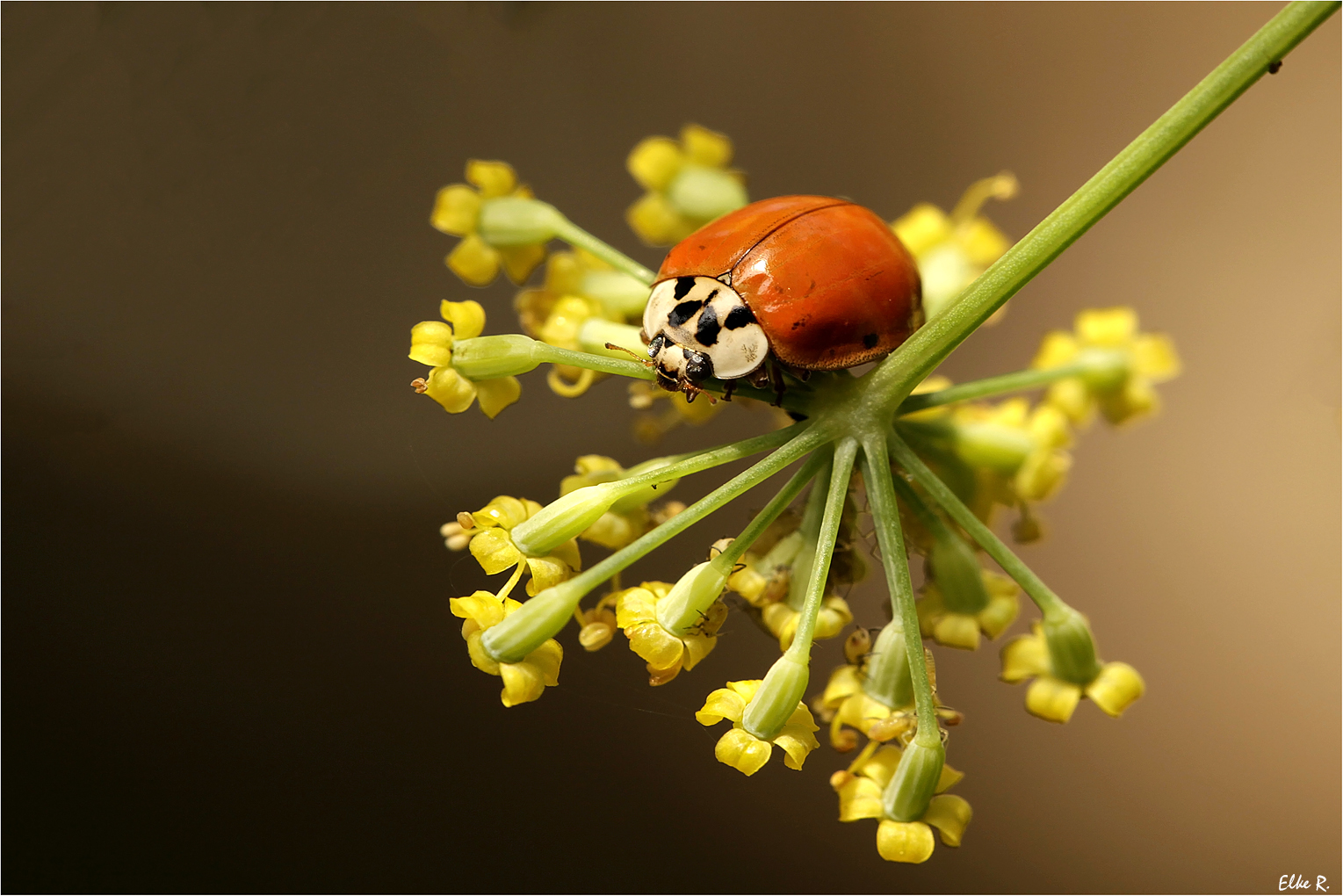 Marienkäfer... Foto & Bild | makro, natur, insekten Bilder auf
