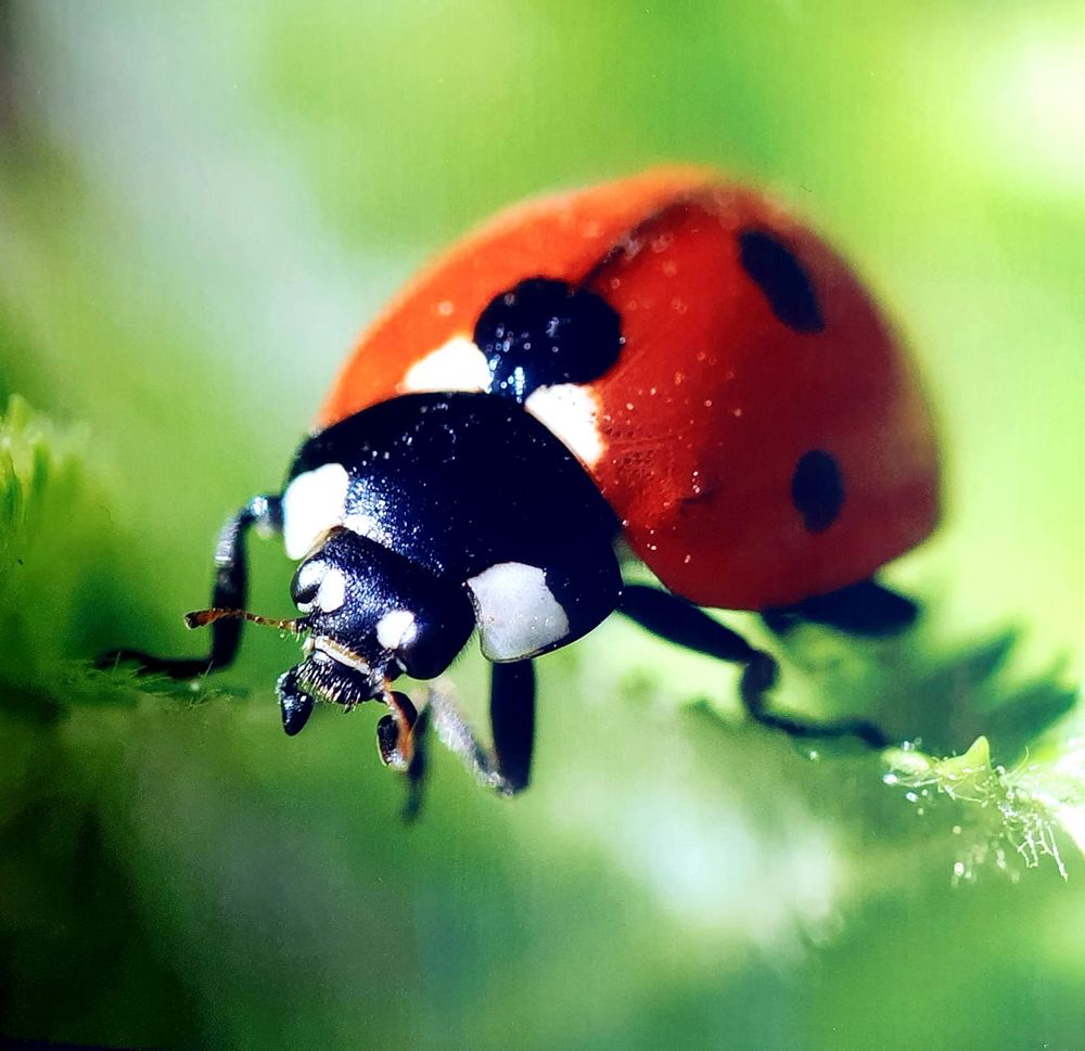 Marienkäfer Foto & Bild | natur, landschaft, insekten Bilder auf