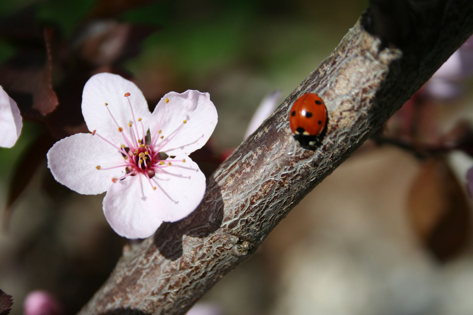 Marienkäfer