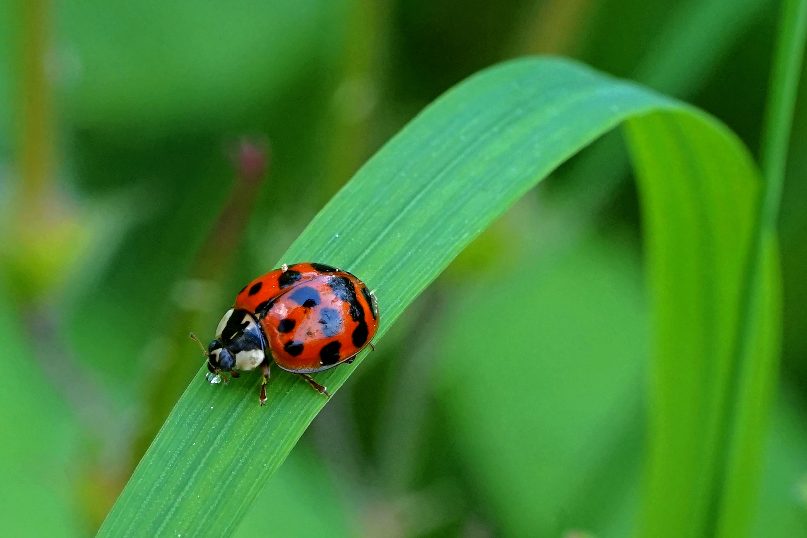 Marienkäfer Foto & Bild | makro, natur, insekten Bilder auf fotocommunity