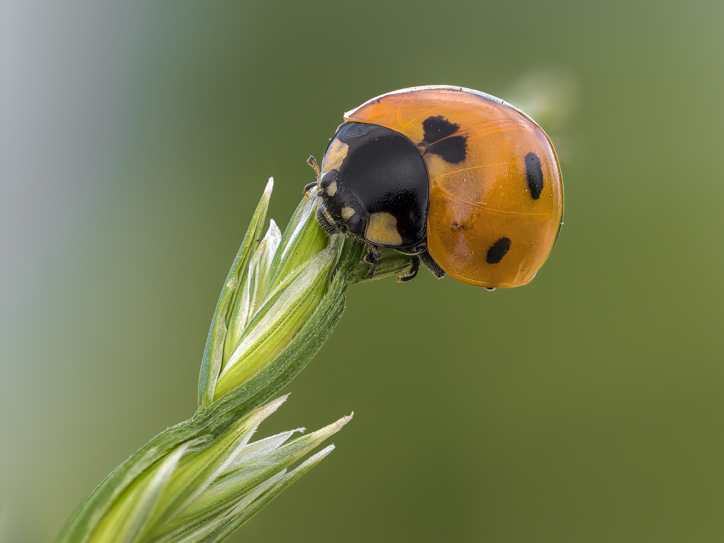 Marienkäfer Foto & Bild | nah- & makro, tiere, wildlife Bilder auf
