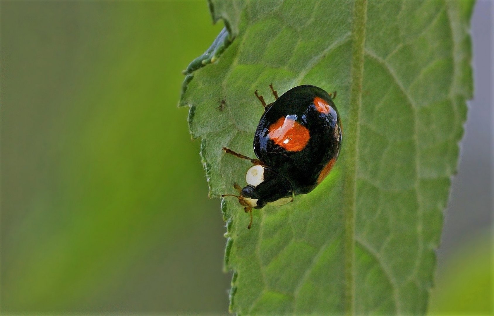 Marienkäfer 