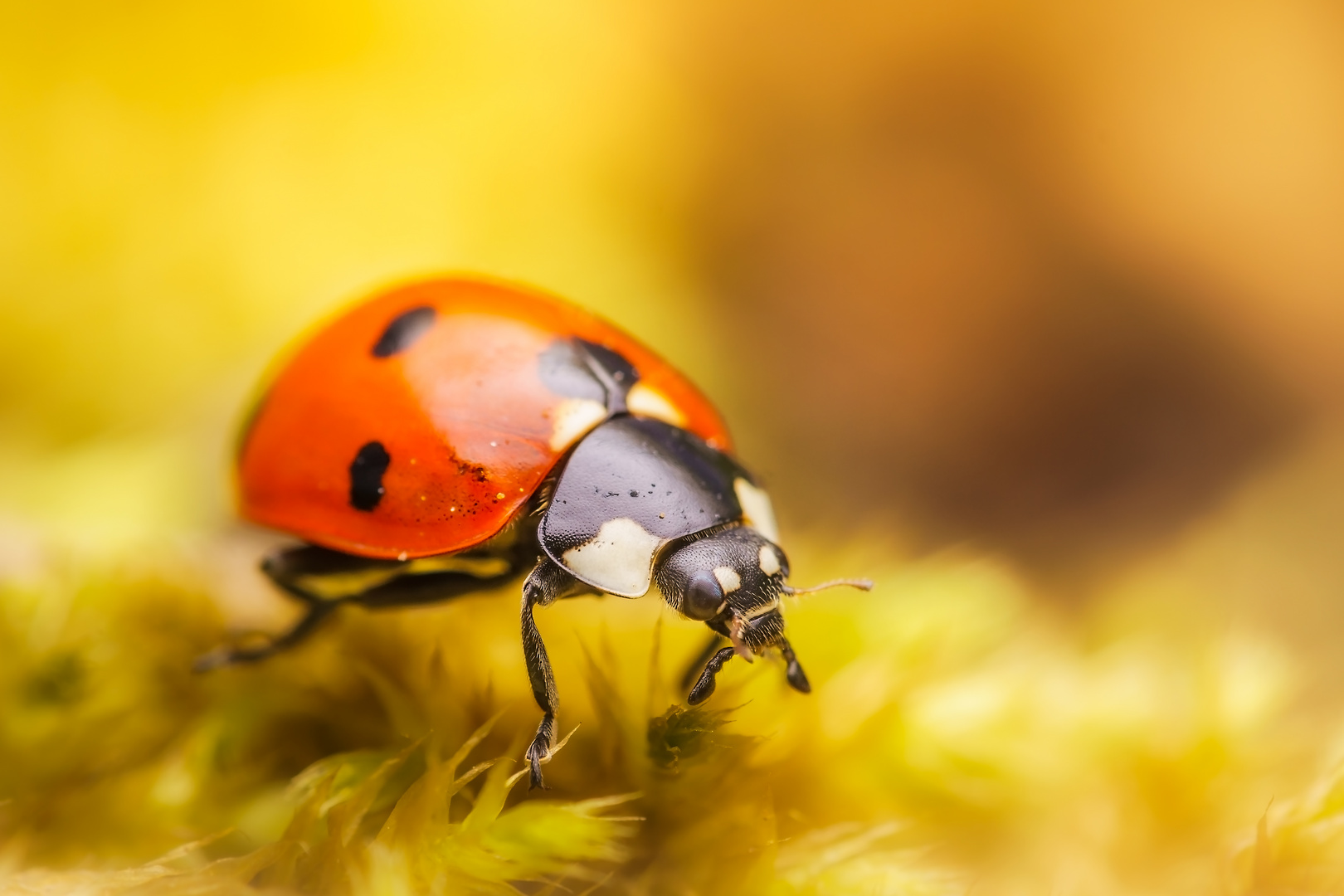 marienkäfer Foto & Bild | tiere, wildlife, insekten Bilder auf