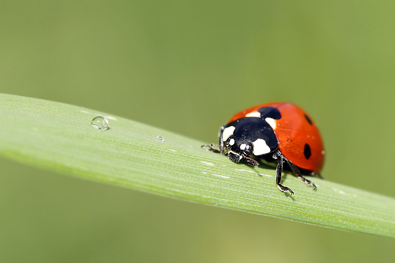 Marienkäfer Foto & Bild | tiere, wildlife, insekten Bilder auf