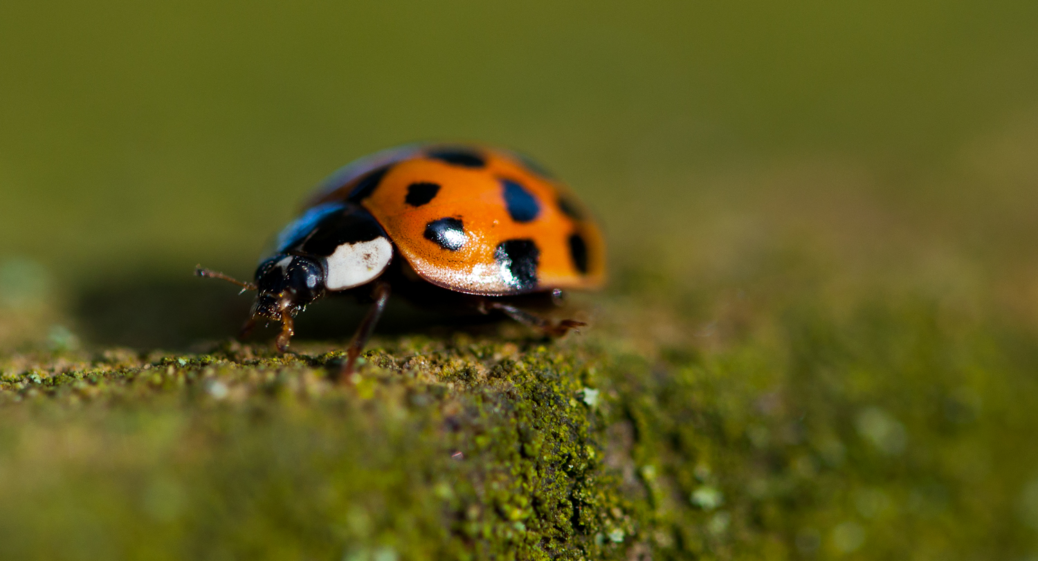 Marienkäfer