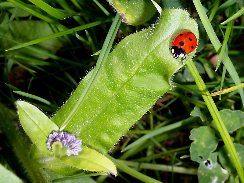 Marienkäfer