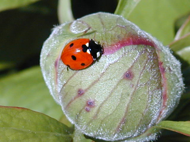 Marienkäfer