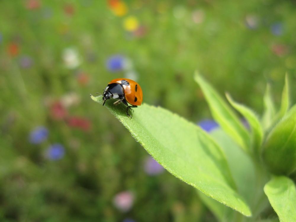 Marienkäfer