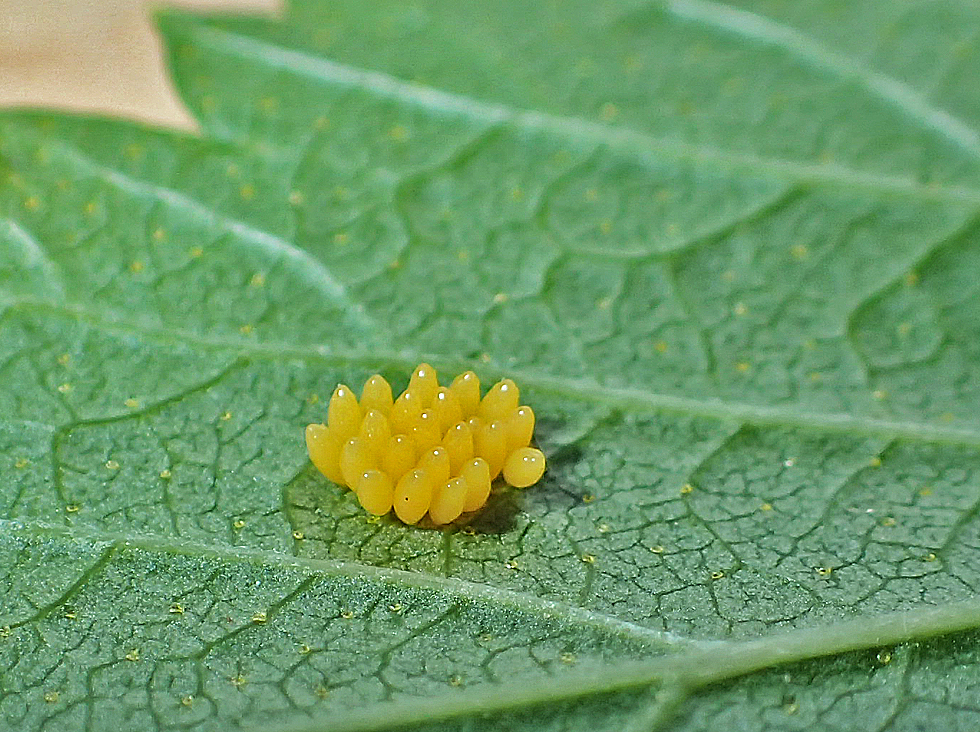 Marienkäfer Eier Foto & Bild natur, insekten, tiere Bilder auf