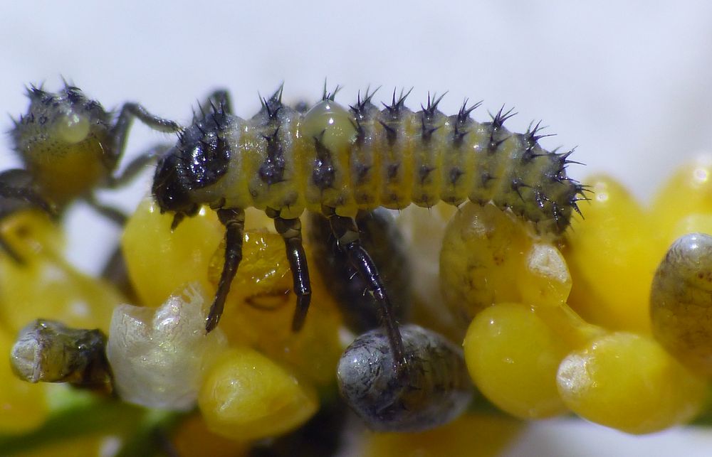 MarienkäferEier + frisch geschlüpfte Larve Foto & Bild marienkäfer, natur, insekten Bilder MarienkäferEier + frisch geschlüpfte Larve Foto & Bild marienkäfer, natur, insekten Bilder