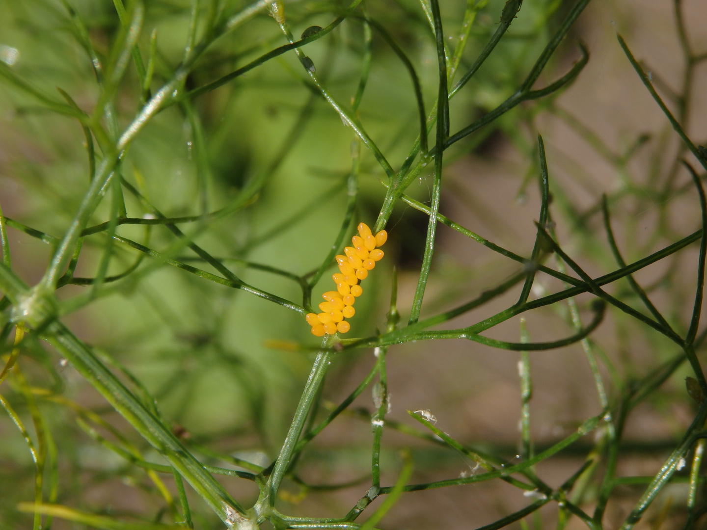 Marienkäfer-Eigelege auf Gewürzfenchel