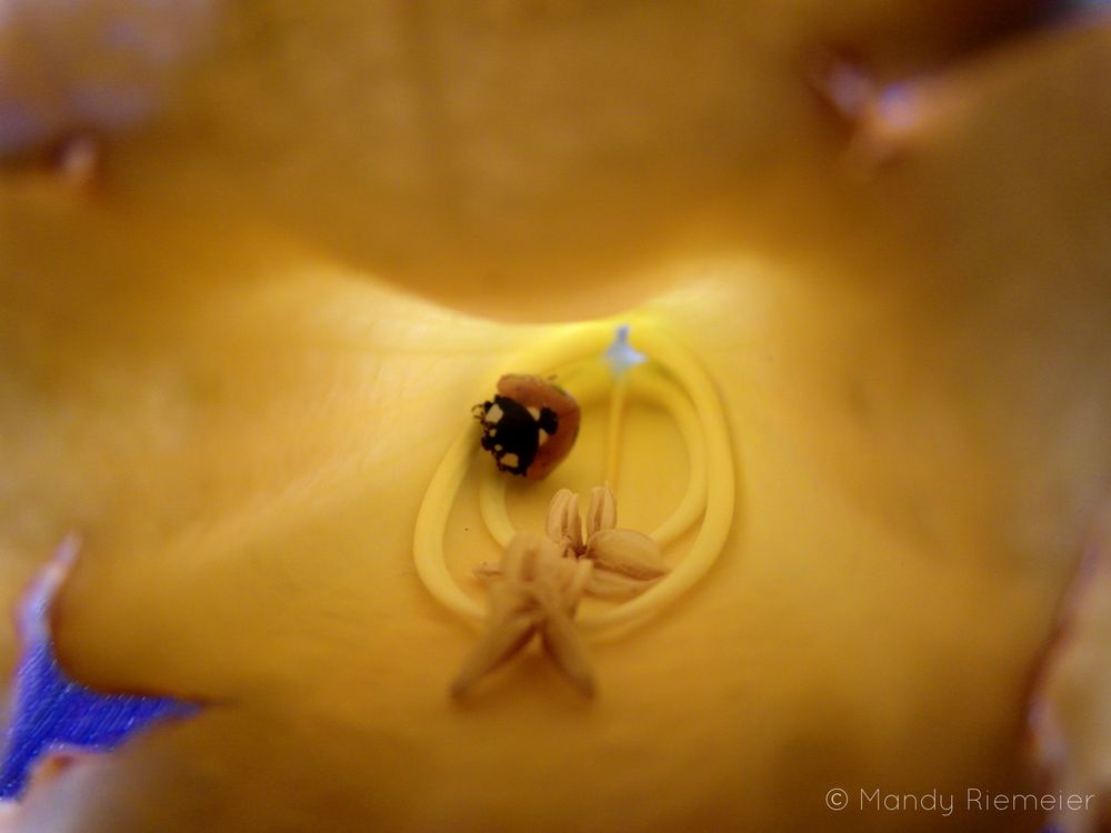 Marienkäfer entspannt in einer Blüte