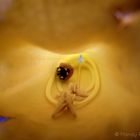 Marienkäfer entspannt in einer Blüte
