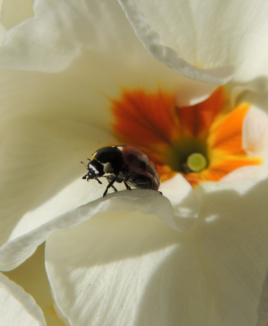 Marienkäfer f. Mai im Kalender 2015