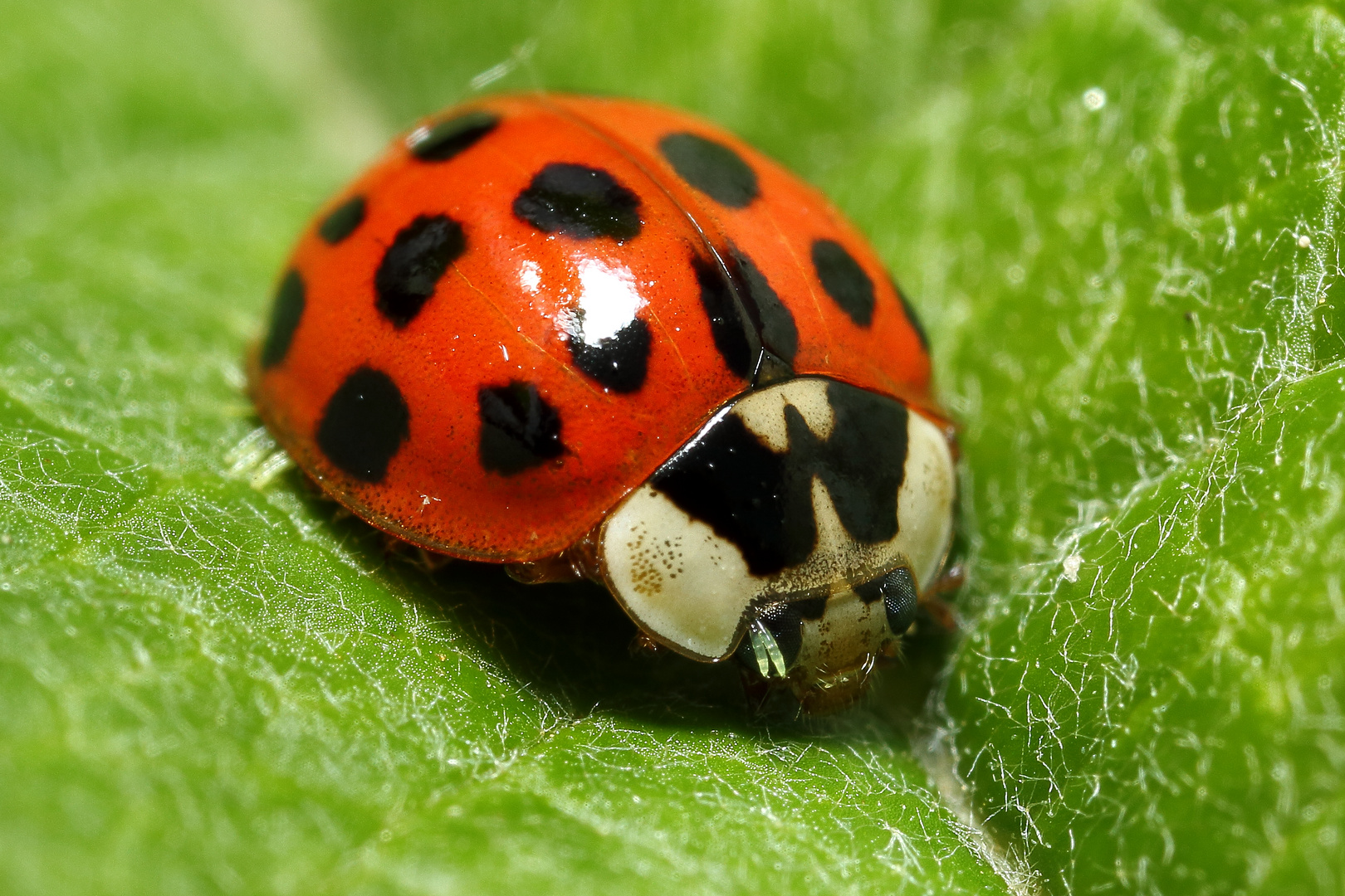 Marienkäfer Foto & Bild | tiere, wildlife, insekten Bilder auf