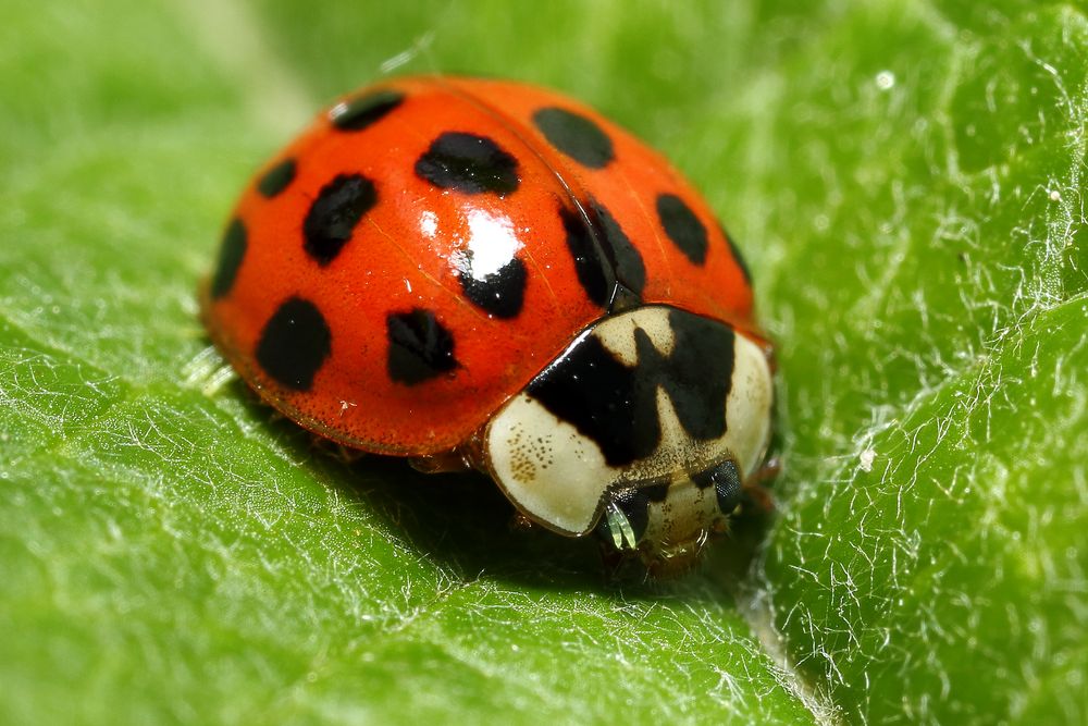 Marienkäfer Foto & Bild | tiere, wildlife, insekten Bilder auf