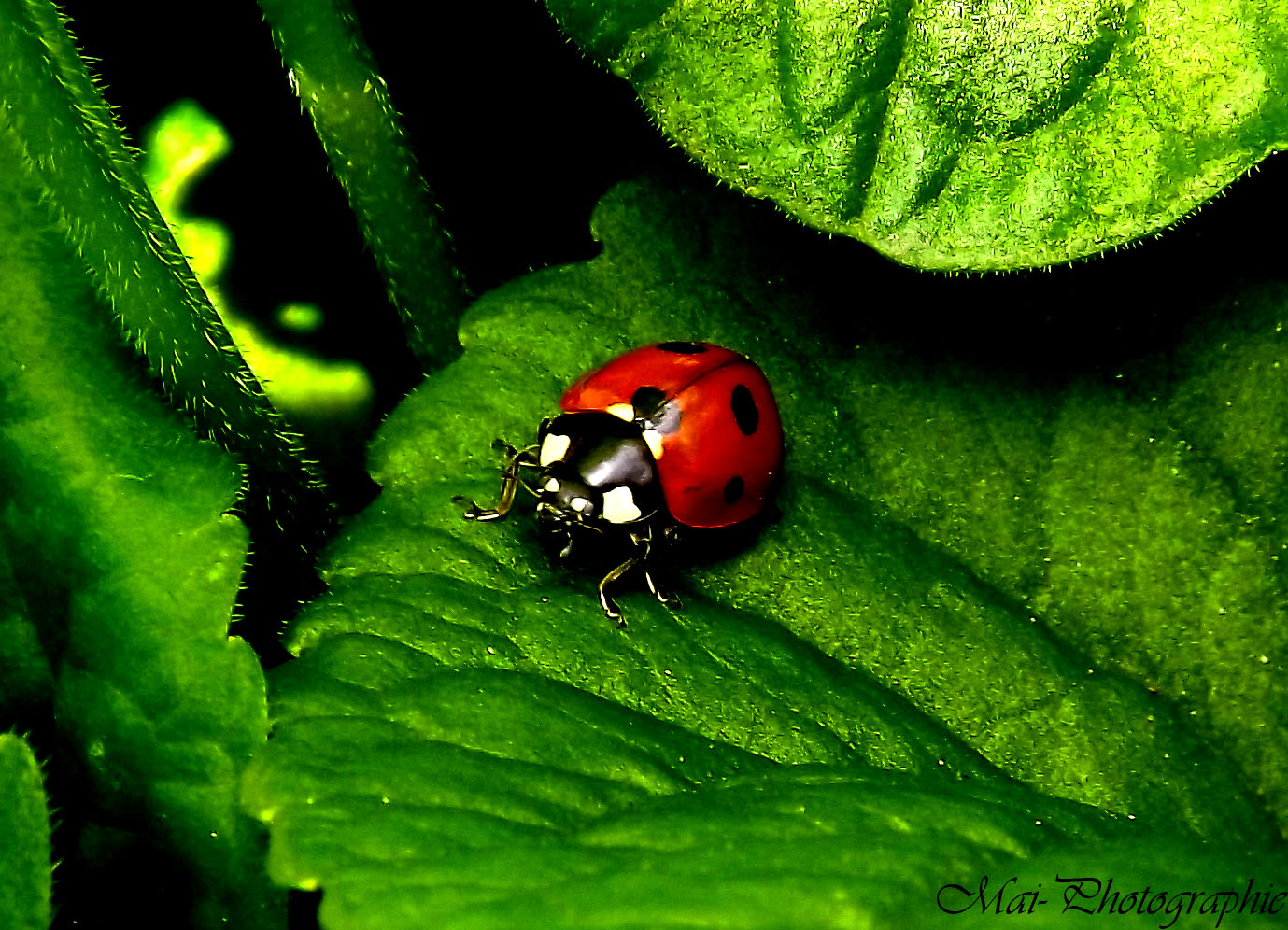 Marienkäfer