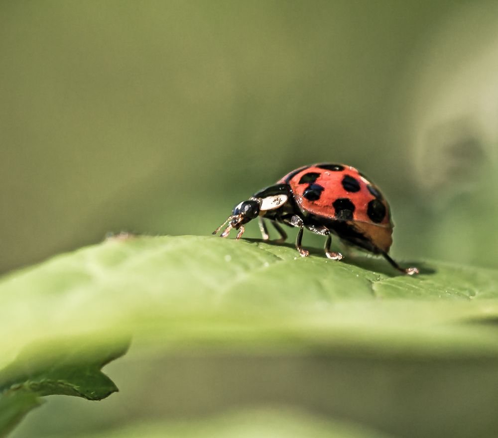 Marienkäfer Foto & Bild | mai, spezial, makro Bilder auf fotocommunity