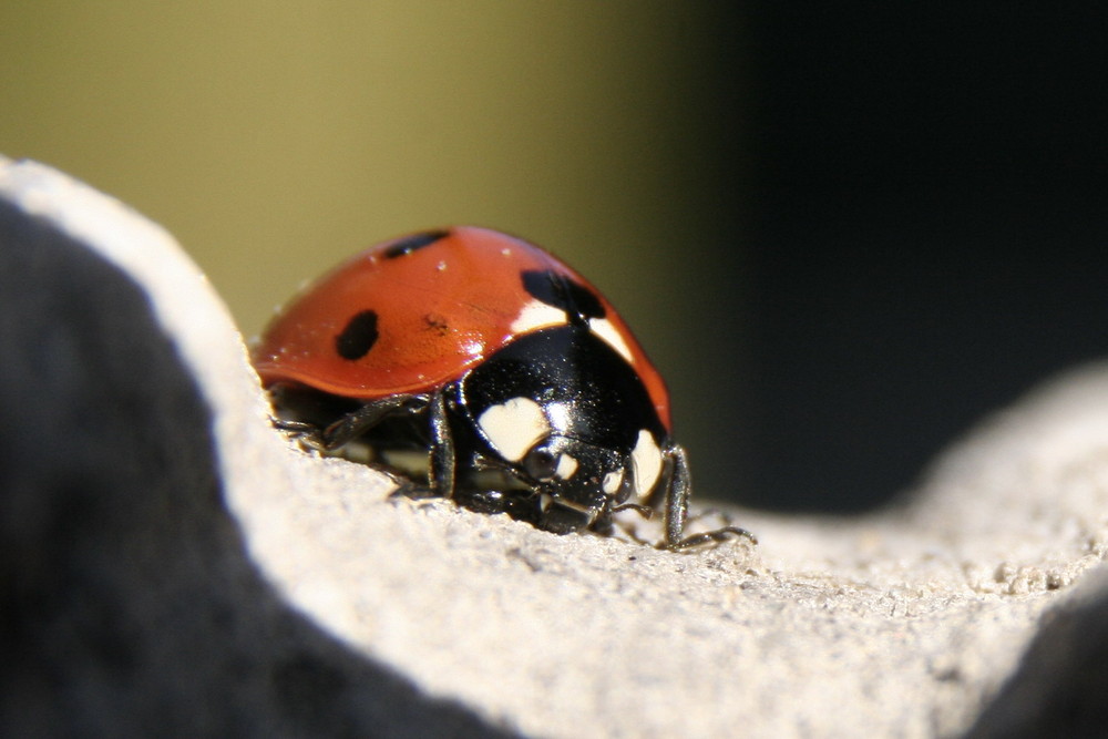 Marienkäfer