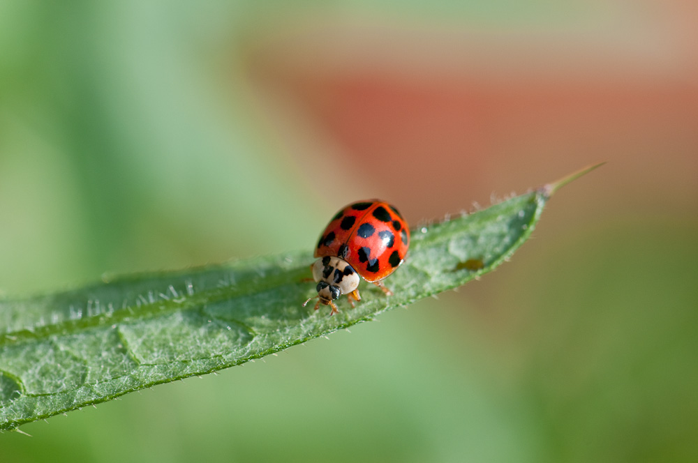 Marienkäfer