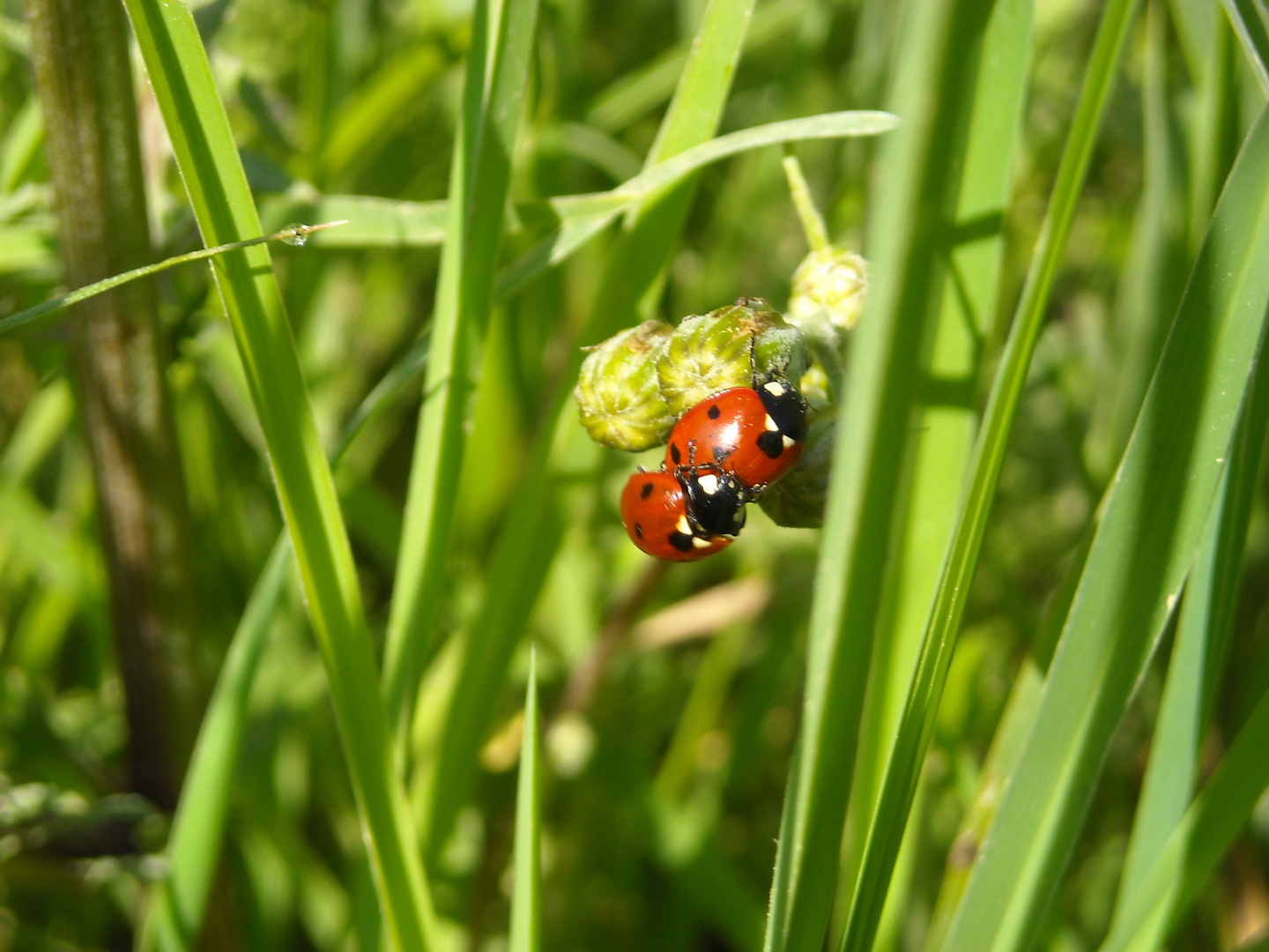 Marienkäfer