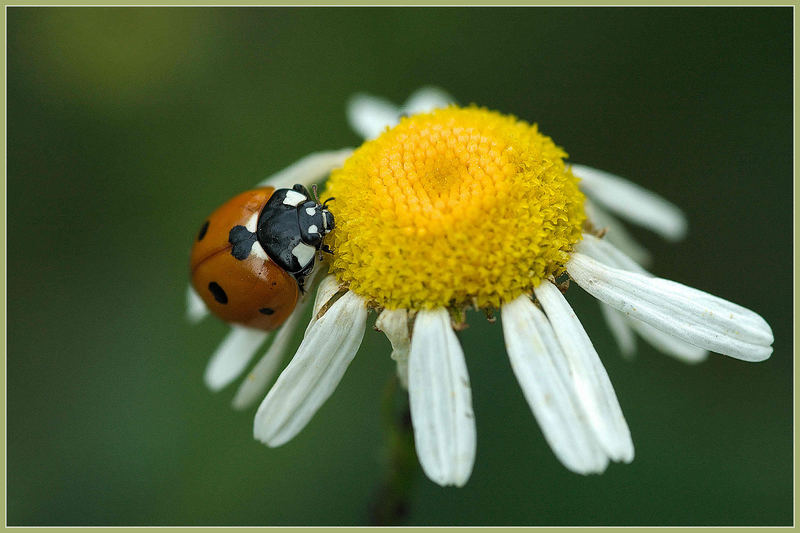 Marienkäfer