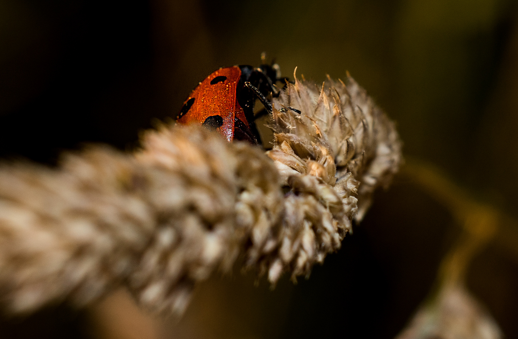 Marienkäfer