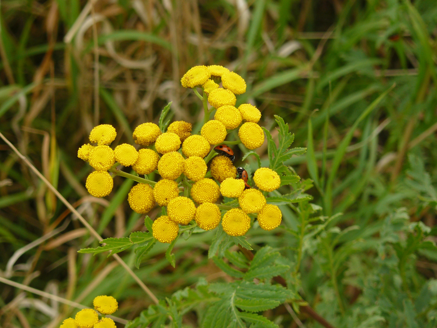 Marienkäfer