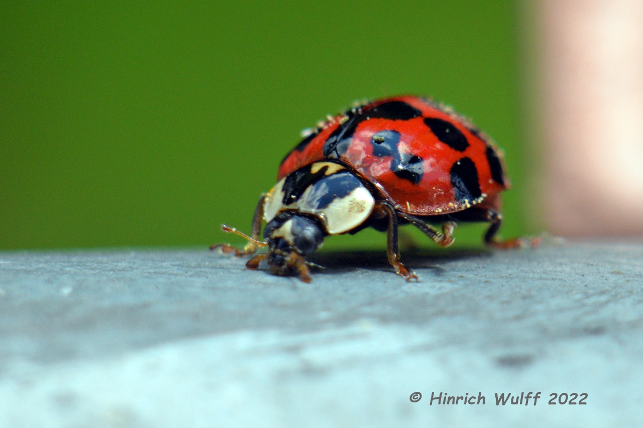 Marienkäfer