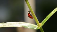 Marienkäfer 