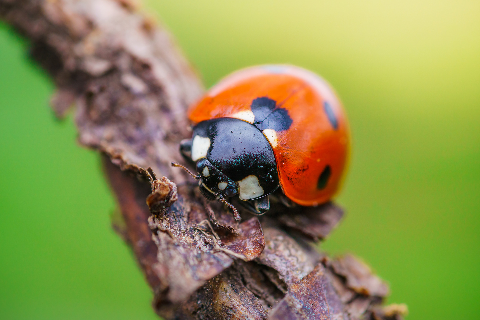 Marienkäfer Foto & Bild | tiere, makro, natur Bilder auf fotocommunity