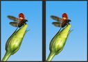 Marienkäfer flieg [3D]* von Micha Luhn