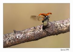 Marienkäfer flieg....