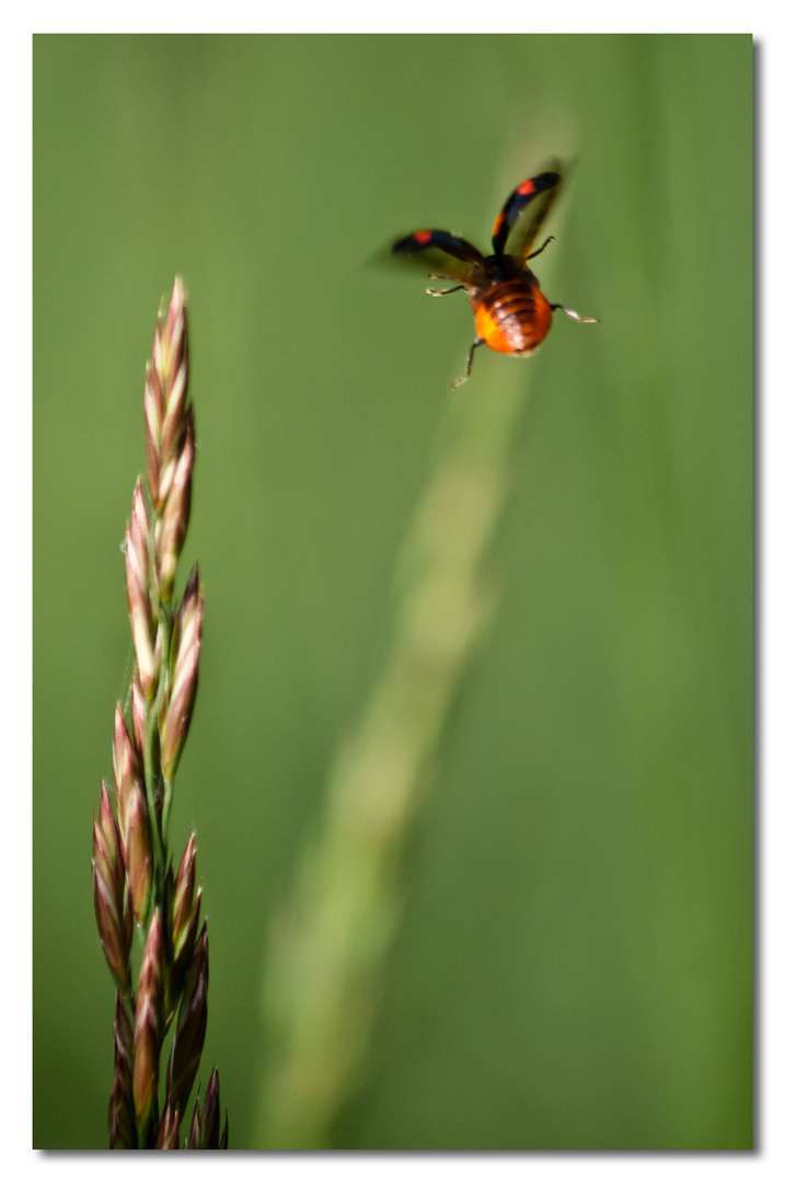 Marienkäfer flieg!