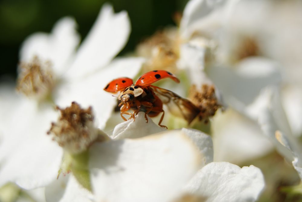 Marienkäfer flieg