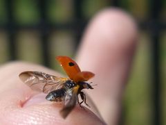 Marienkäfer flieg