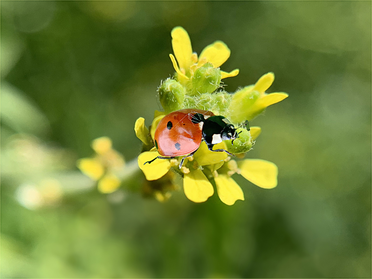 Marienkäfer fliege...