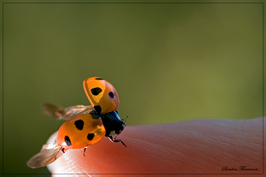 Marienkäfer fliege....