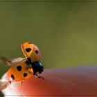 Marienkäfer fliege....