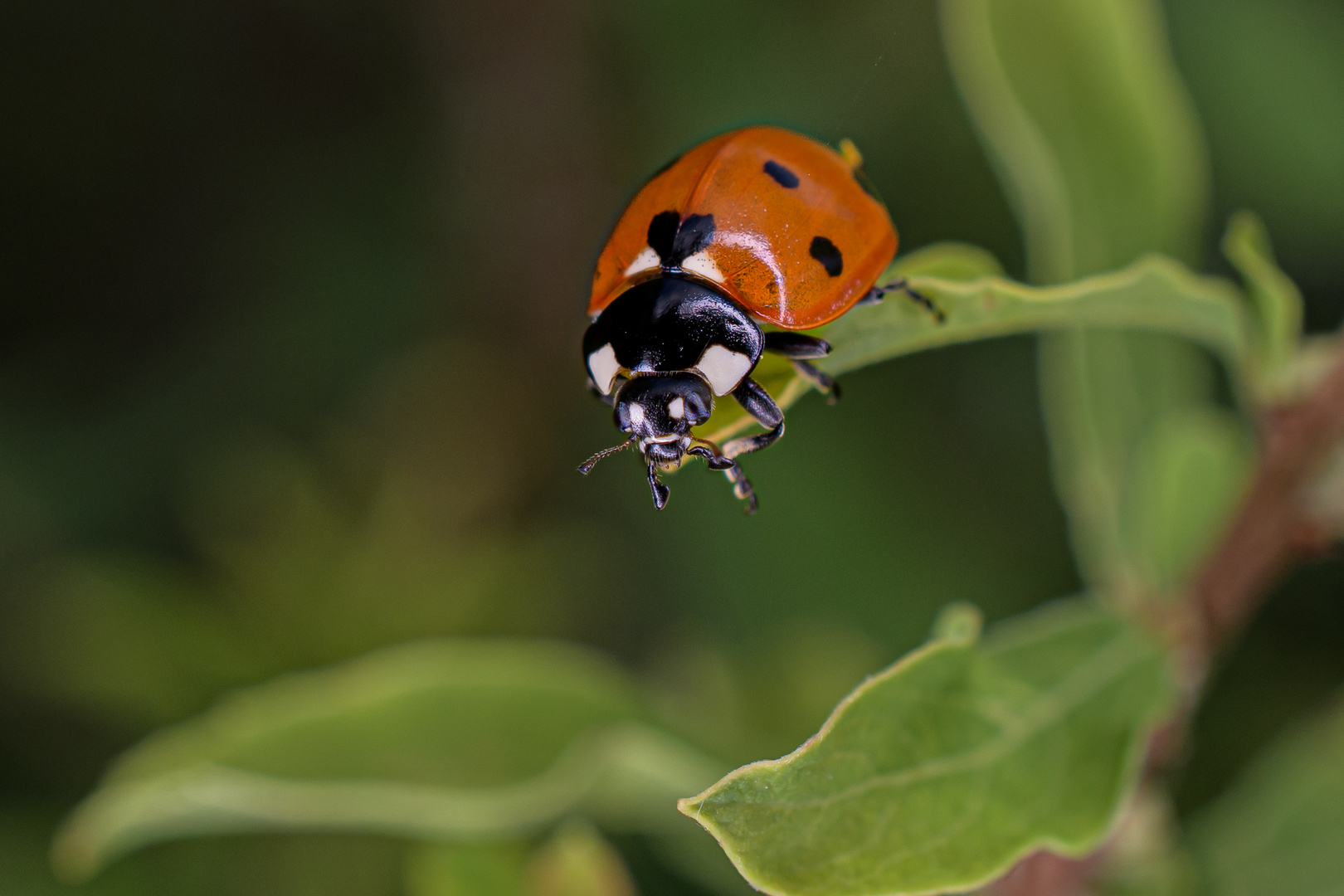 Marienkäfer - fliegen oder zurückkrabbeln