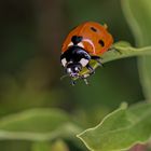 Marienkäfer - fliegen oder zurückkrabbeln