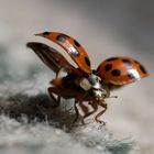 Marienkäfer fliegt auf und davon