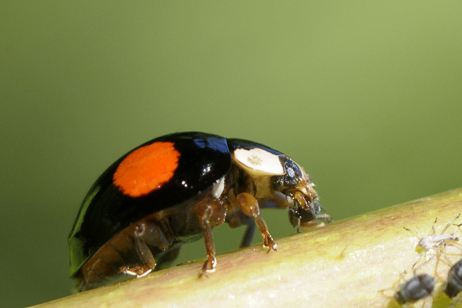 Marienkäfer frisst Blattlaus