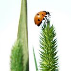 Marienkäfer ganz weit oben