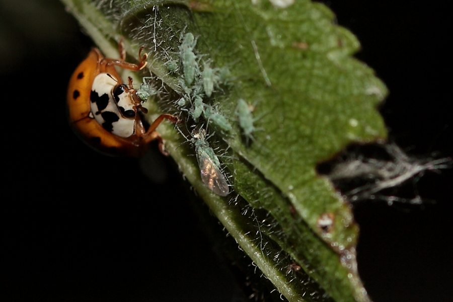 Marienkäfer gegen Läuseplage, Biosphärengebiet Schw. Alb, Dettingen a.d. Erms