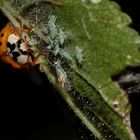 Marienkäfer gegen Läuseplage, Biosphärengebiet Schw. Alb, Dettingen a.d. Erms