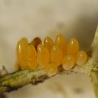 Marienkäfer-Gelege - vielleicht von Hippodamia variegata