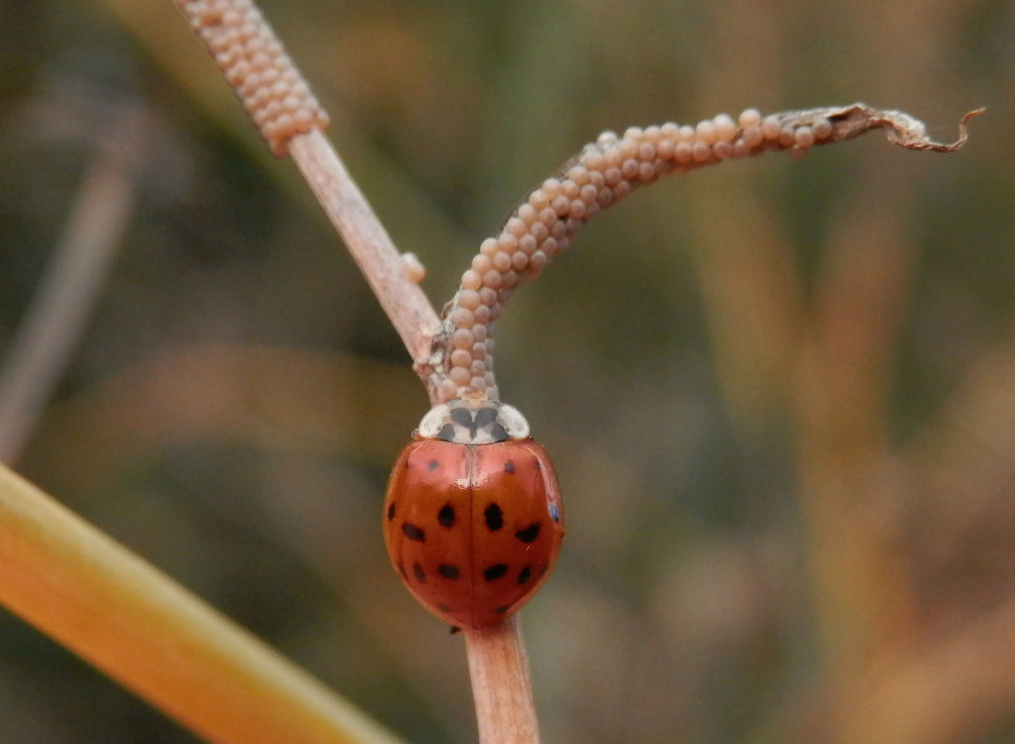 Marienkäfer (Harmonia axyridis) frisst Eulenfalter-Eier