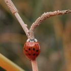 Marienkäfer (Harmonia axyridis) frisst Eulenfalter-Eier